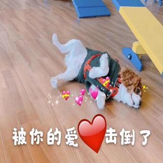 你也曾是流浪犬