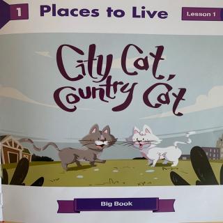 City cat country cat
