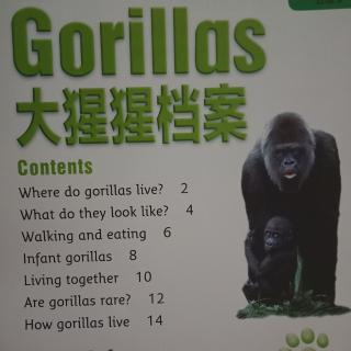 之湛演绎:Gorillas