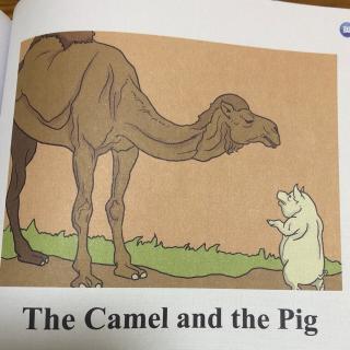 The Camel and the Pig