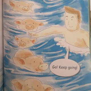 Swim with the pigs-2