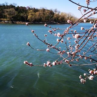 《面朝大海，春暖花开》作者：海子