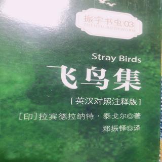 stray birds