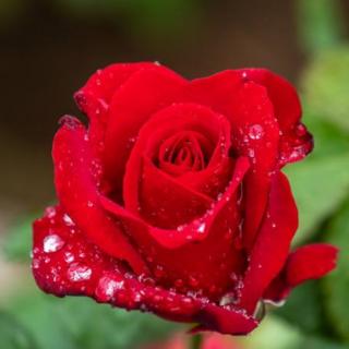 《红红的玫瑰》（英）罗伯特. 彭斯&郝雁妙音