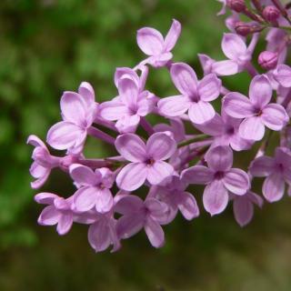 丁香花开的夜晚………付志勇