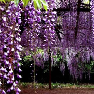 紫藤萝瀑布——宗璞