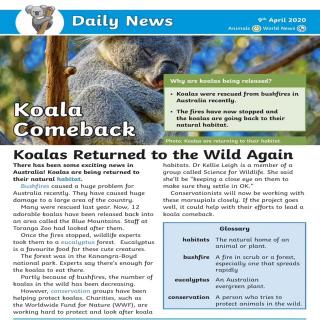 dailynews 0409 koalas returned back to the wild