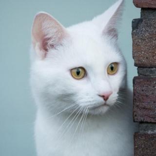 白猫王子七岁  梁实秋