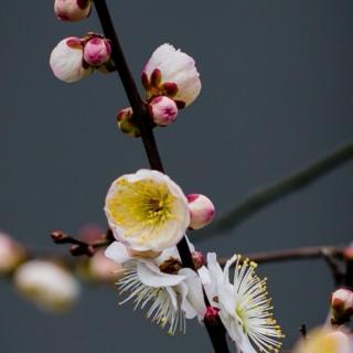 语文园地两幅图的句子