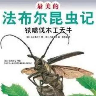 小乐老师讲故事《法布尔昆虫记—铁嘴伐木工天牛》