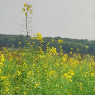 《西江月、夜行黄沙道中》