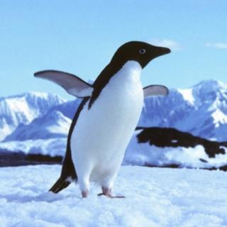十万个为什么|为什么企鹅能在南极安家？