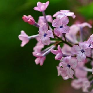 春深处，一抹丁香正芬芳

作者 | 谭旭颖