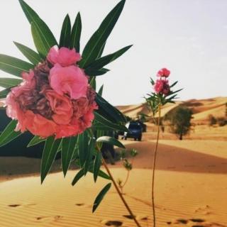 《开在沙漠里的花》