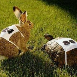 兔子小姐和乌龟先生