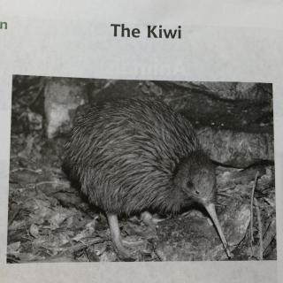 雪儿读U1L1-The Kiwi 147词《中学生百科1》