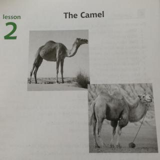 雪儿读U1L2-The Camel 185词《中学生百科1》