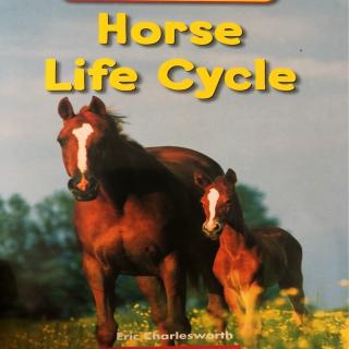 horse life cycle
