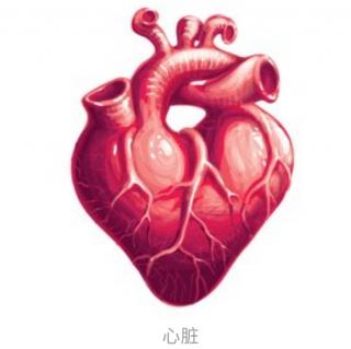 第079期：认识人体~心脏01