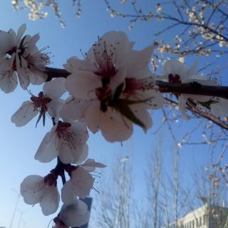 《乌衣巷》《逢雪宿芙蓉山主人》