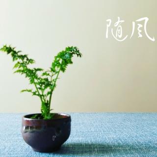 《谷雨——茶烟轻扬落花风》