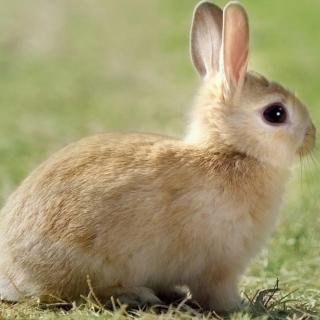 爱挑食的小白兔🐰