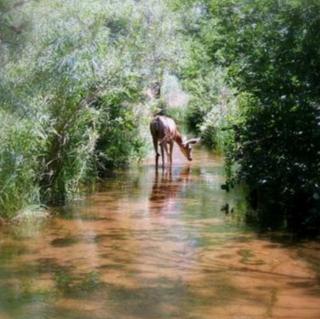 幼儿故事《小鹿和小溪💦️》