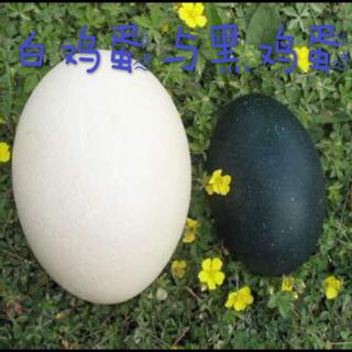 《白鸡蛋与黑鸡蛋》