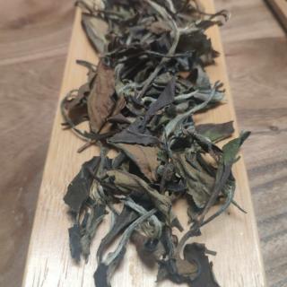 适制白茶的品种和适制黄茶的品种