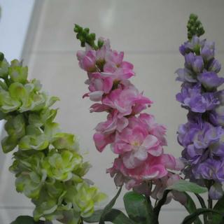 紫罗兰，永恒的爱与美——和花草姐姐一起认识植物