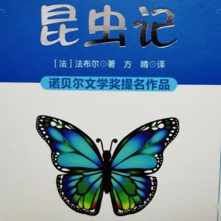 《昆虫记》——红蚂蚁