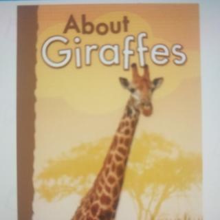 《About giraffes》