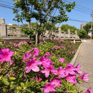 (海清领读)《二月二日出郊》 - 梅兰竹菊🍹🏊