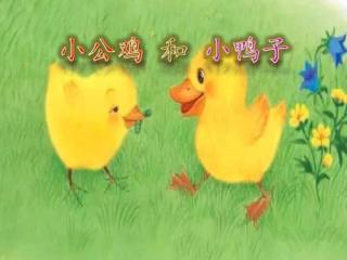 【海贝睡前故事】小公鸡🐓和小鸭子🦆