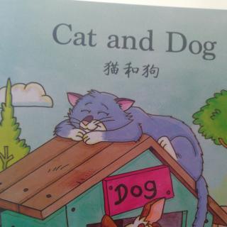 Cat   and   dog