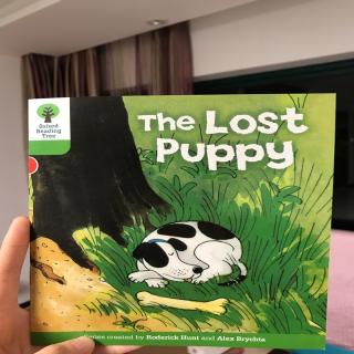 the lost puppy