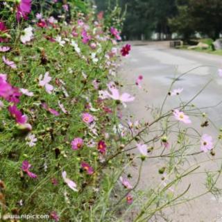 《那些花儿》节选碑林路人