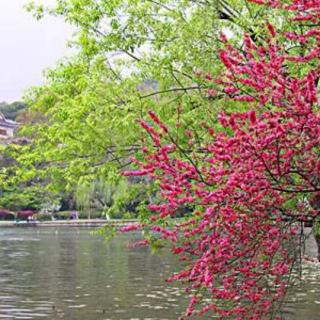 《杏花疏雨，念你成诗》作者鳯舞霓裳李云