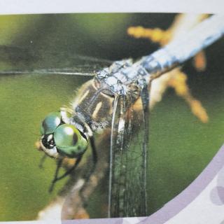 为什么蜻蜓喜欢用尾巴点水？