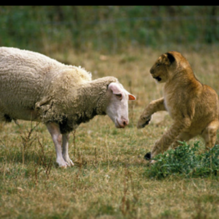 《狮子和绵羊》