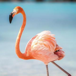 《昆虫记》泥水匠蜂 一,选择造屋的地点.(2)