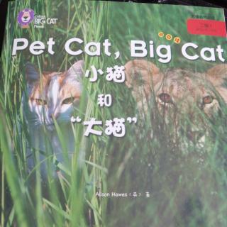 pet cat ，big cat