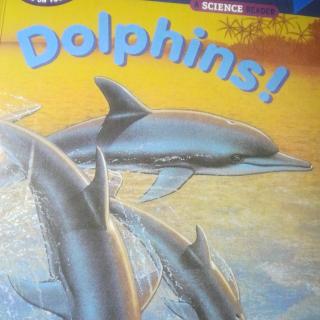 Dolphins!