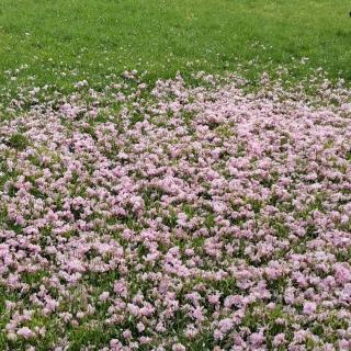 《我愿意是树》裴多菲