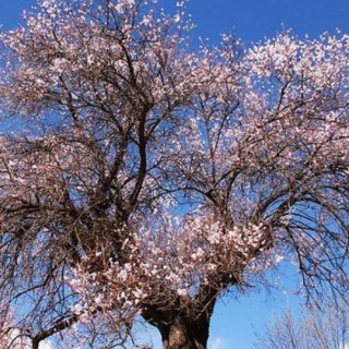 桃树和矮脚树——苑苑老师爱❤️的小故事