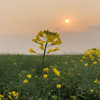 《你是那人间的四月天》节选——《吉公》