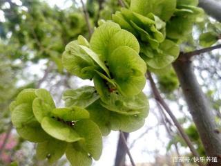 《榆钱饭》作者：刘绍棠