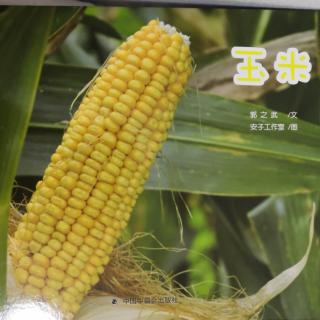 中国原创图画书《玉米》