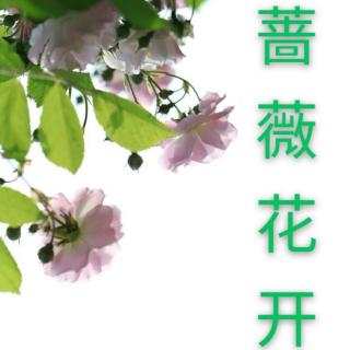 《蔷薇花开》