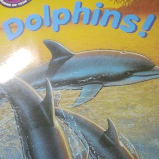 Dolphins!